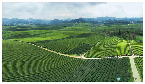 万亩茶海：中国茶海景区