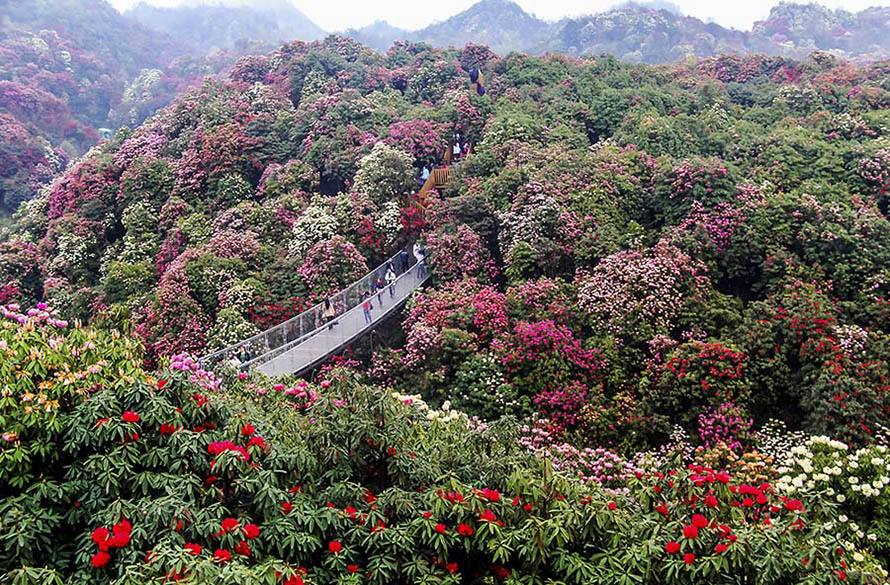 世界上最大的天然花园：《百里杜鹃风景区》-01