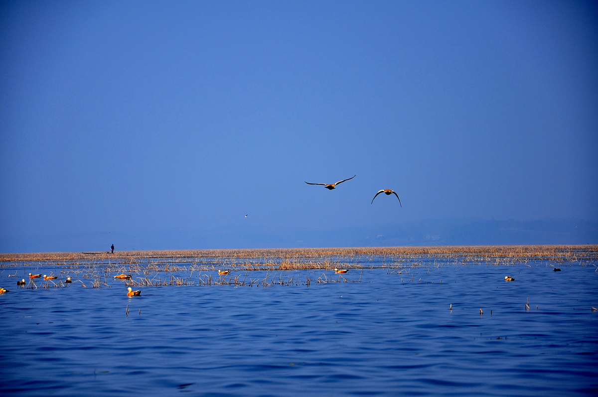 威宁草海——野生动植物的天堂