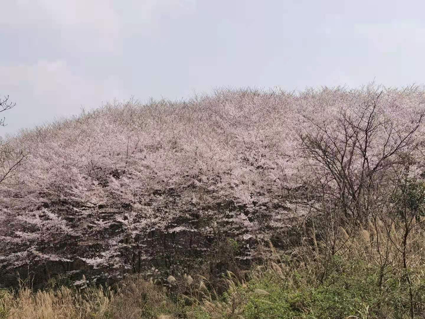 3月看花季—贵州平坝万亩樱花一日游