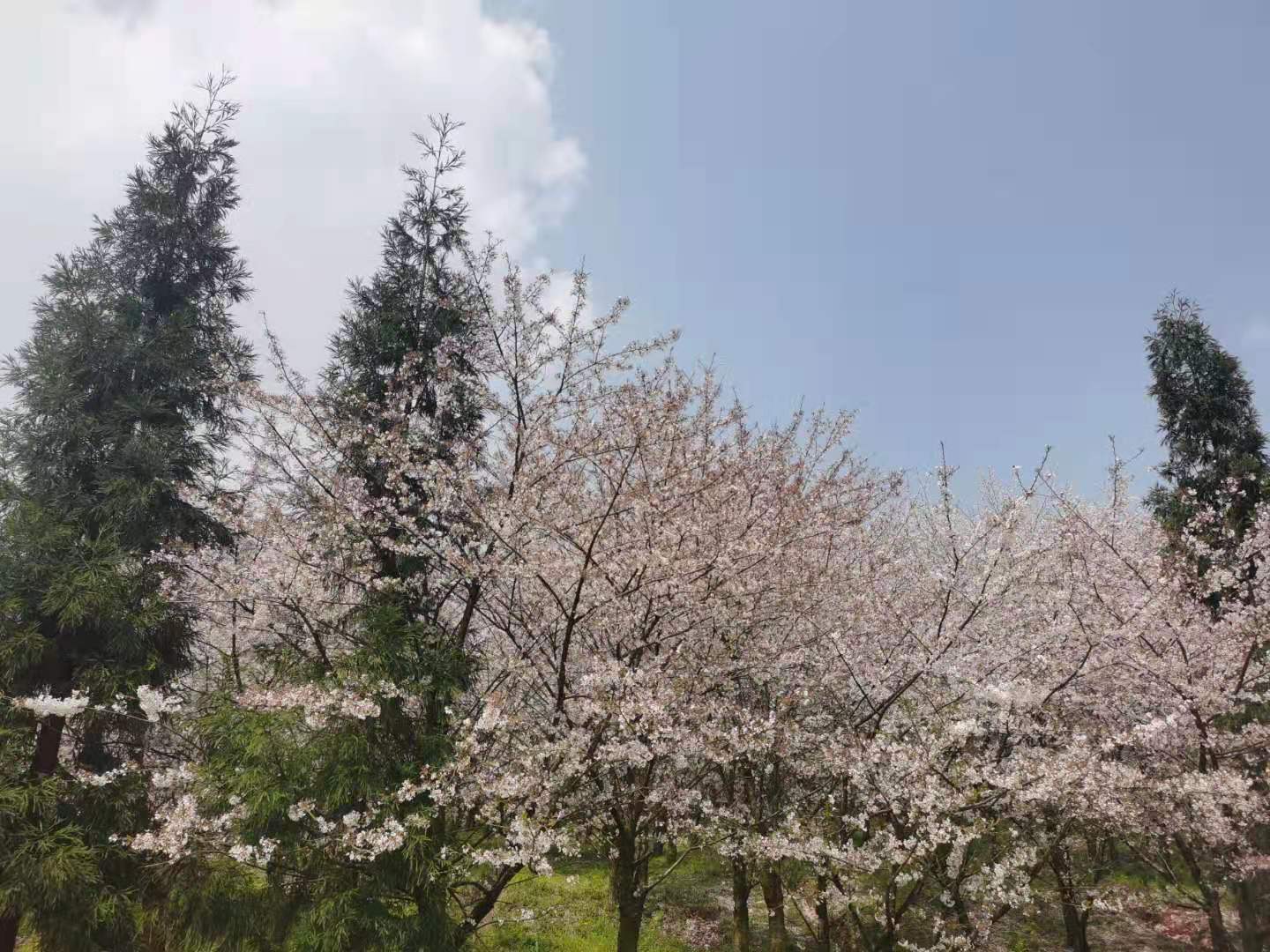 3月看花季—贵州平坝万亩樱花一日游