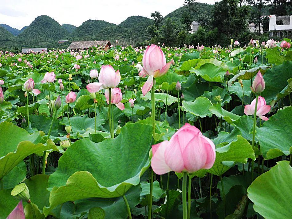 蓬莱仙界—红枫湖—百里杜鹃—九洞天—织金洞