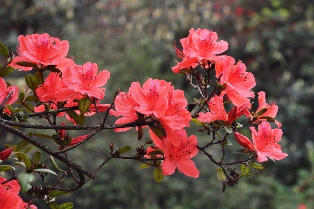 蓬莱仙界—红枫湖—百里杜鹃—九洞天—织金洞