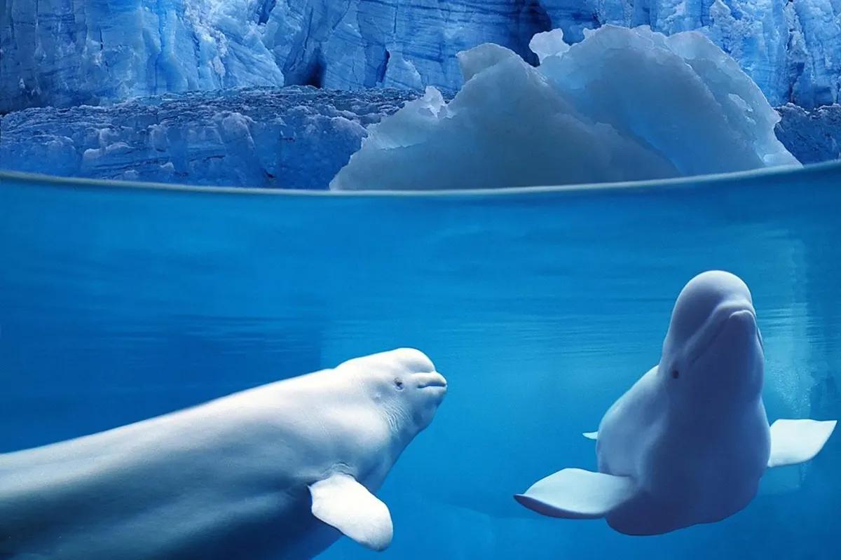 贵州诚极地海洋世界|夜宿海底隧道与群鱼共舞