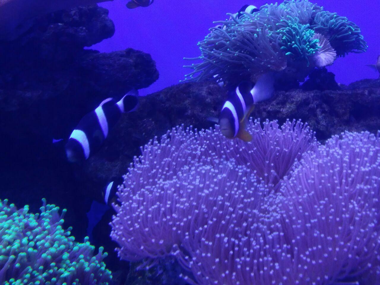 贵州诚极地海洋世界|夜宿海底隧道与群鱼共舞 贵州诚极地海洋世界|夜宿海底隧道与群鱼共舞