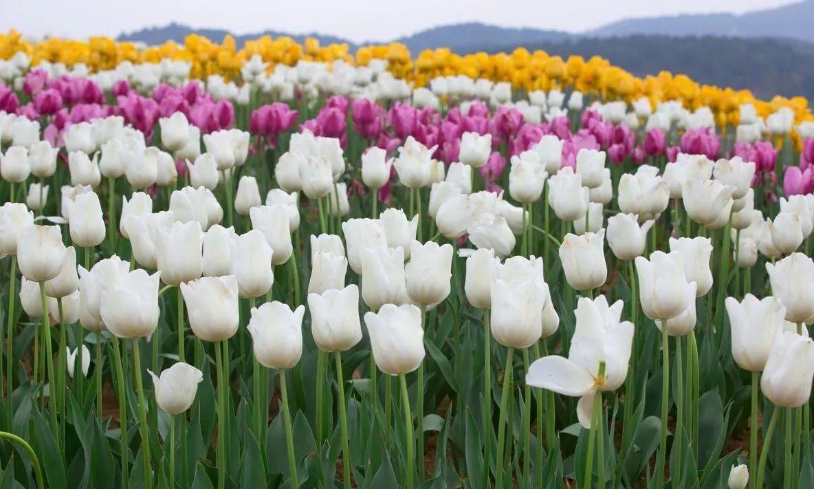 带孩子去赏花！独山森林公园+龙架山森林公园+六盘水大河堡+羊昌花画小镇