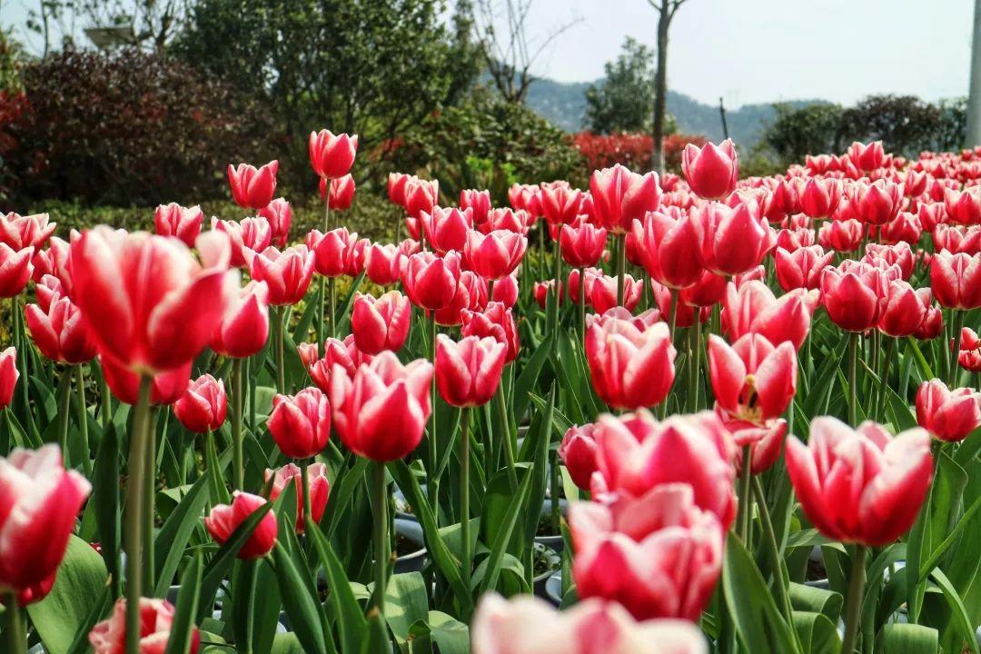 带孩子去赏花！独山森林公园+龙架山森林公园+六盘水大河堡+羊昌花画小镇