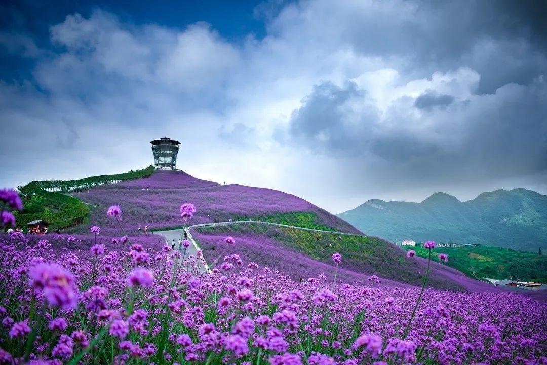 另一种普罗旺斯的风情——荔波香草园+黔北花海等您哦