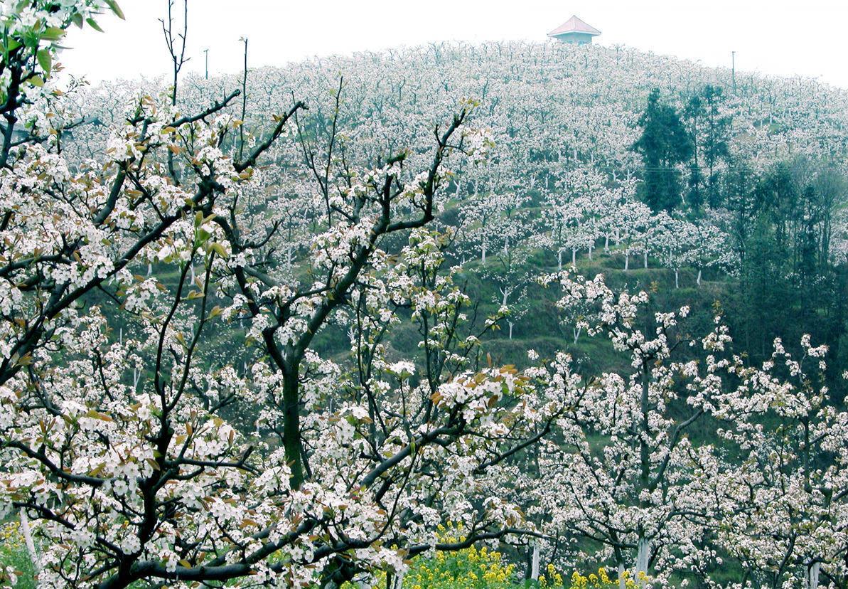 福泉双谷梨园+贵定音寨金海雪山一日游 福泉双谷梨园+贵定音寨金海雪山一日游