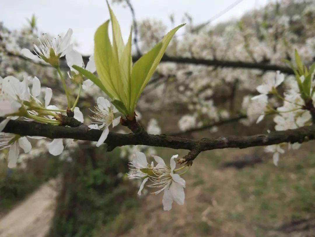 福泉双谷梨园+贵定音寨金海雪山一日游