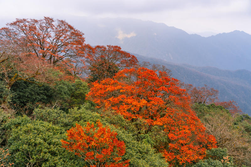 偶遇“天空之城”梵净山    👨‍🦽，    🤗北半球最古老的生态乐园