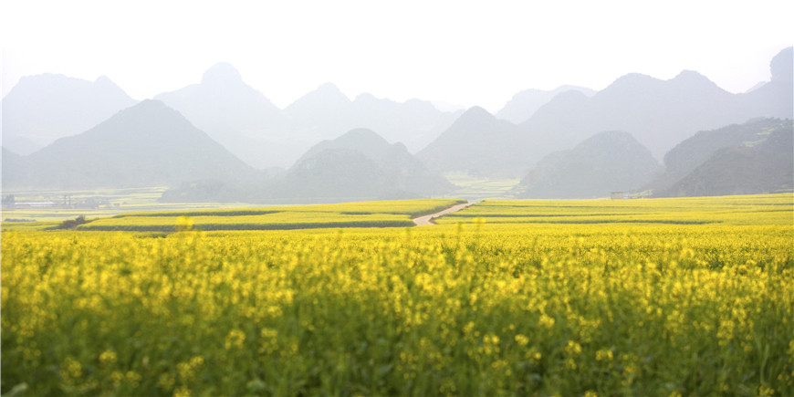 穿越花海！“开往春天的列车”到了，请上车！