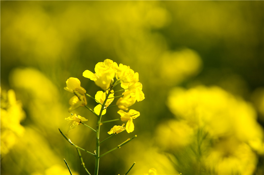 穿越花海！“开往春天的列车”到了    呀，请上车！