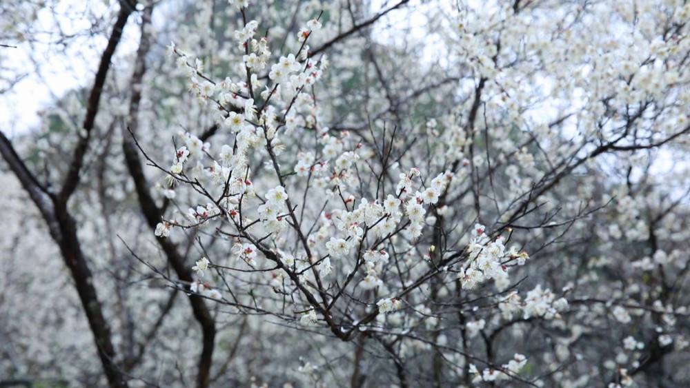 贵州冬季旅游必去的7大美景和美食 嗯,实在是惊艳! 贵州冬季旅游必去的7大美景和美食 呢,实在是惊艳!