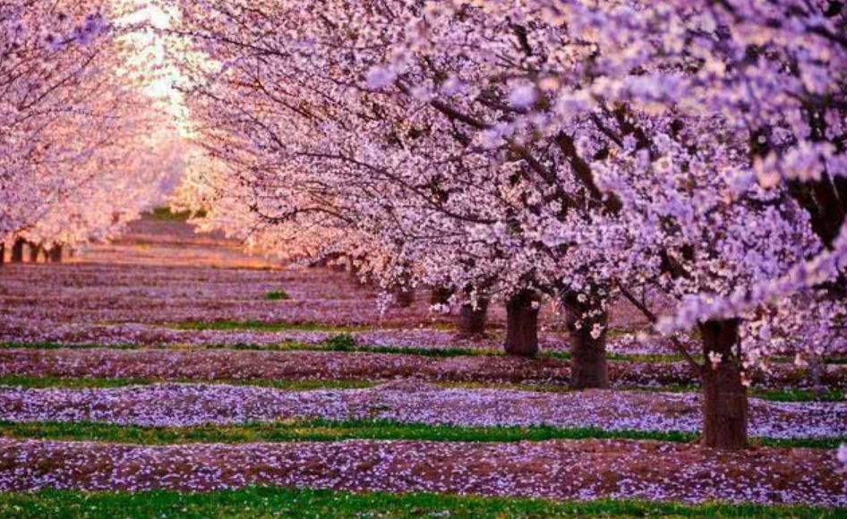 贵阳3月旅游好玩的地方 贵阳三月份赏花必去景点