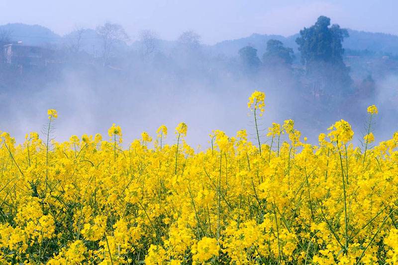 贵阳3月旅游好玩的地方 贵阳三月份赏花必去景点 贵阳3月旅游好玩的地方 贵阳三月份赏花必去景点