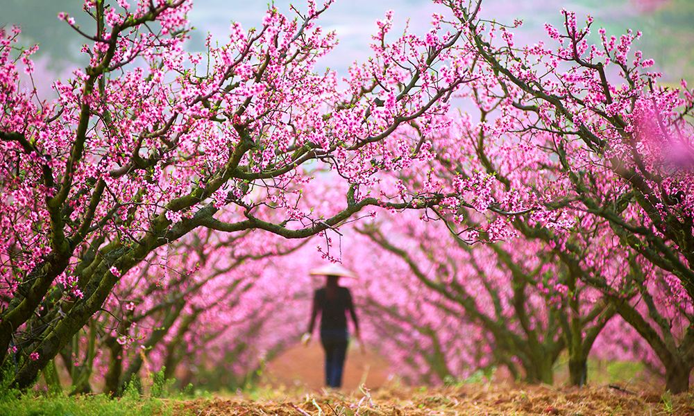 贵阳3月旅游好玩的地方 贵阳三月份赏花必去景点 贵阳3月旅游好玩的地方 贵阳三月份赏花必去景点
