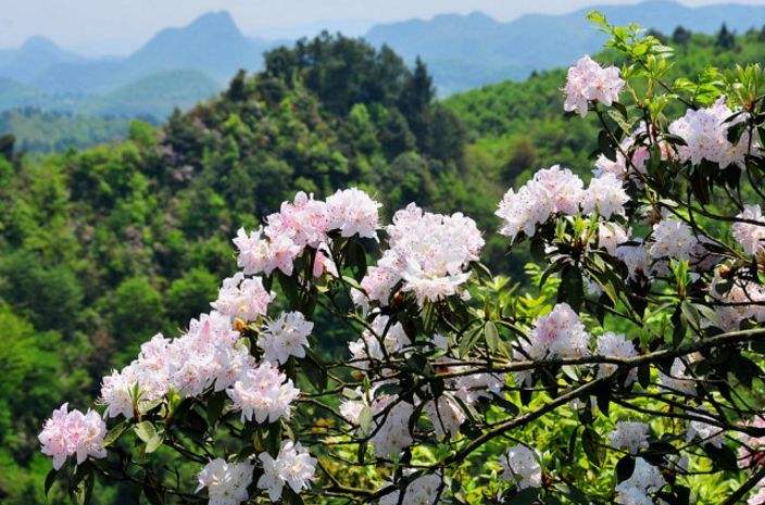 贵阳3月旅游好玩的地方 贵阳三月份赏花必去景点 贵阳3月旅游好玩的地方 贵阳三月份赏花必去景点