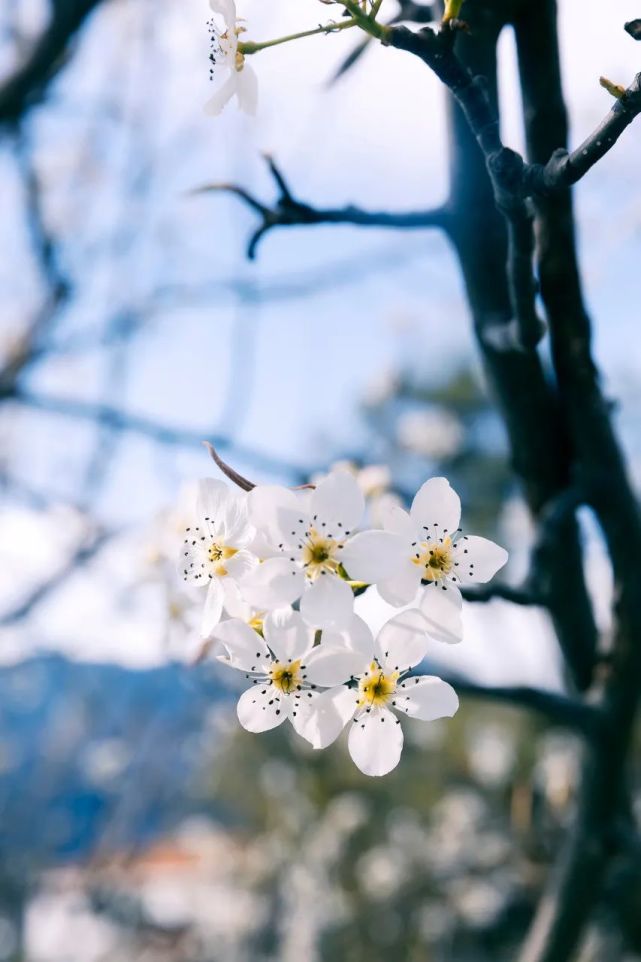 2022年“赏花时间表”出炉！争取今年看遍中国最美花海……