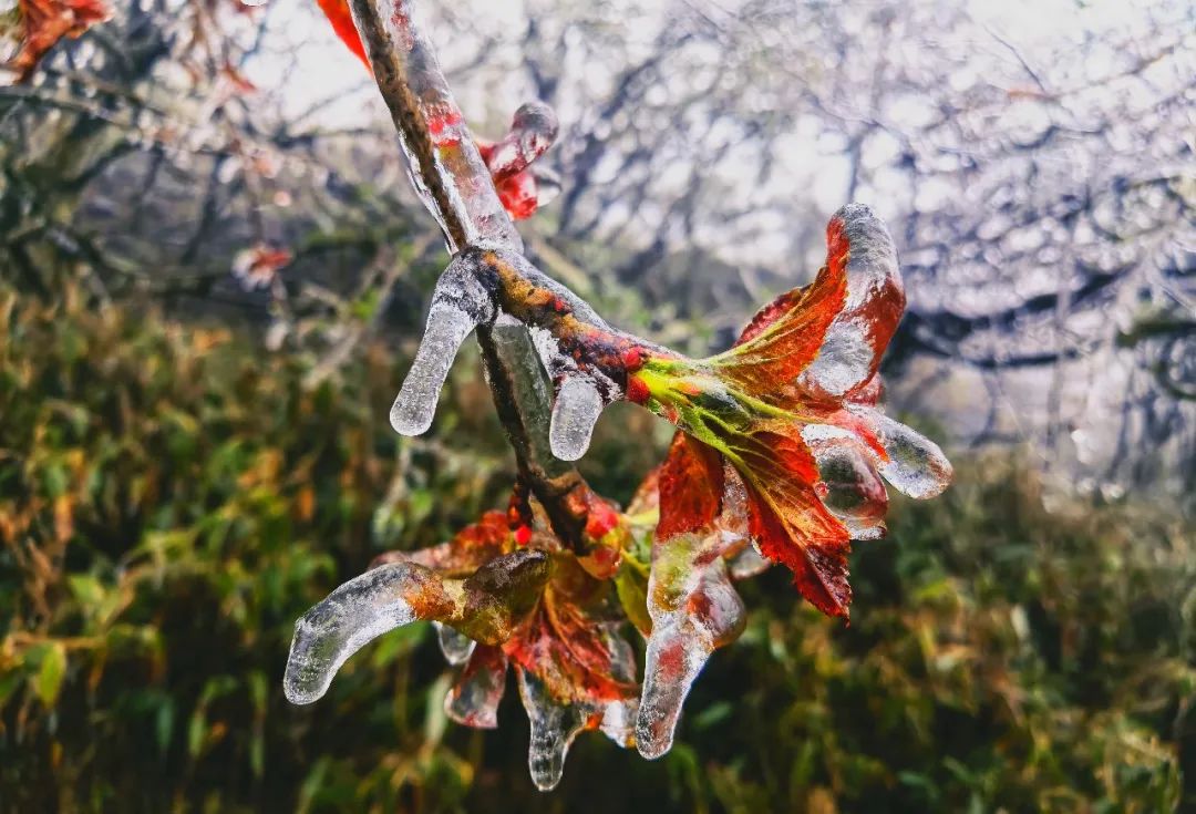 四月的梵净山，    🏃‍♂️还有多少惊喜？