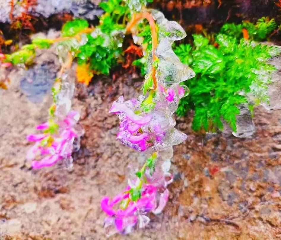 四月的梵净山    呀，    👩‍🎨还有多少惊喜？