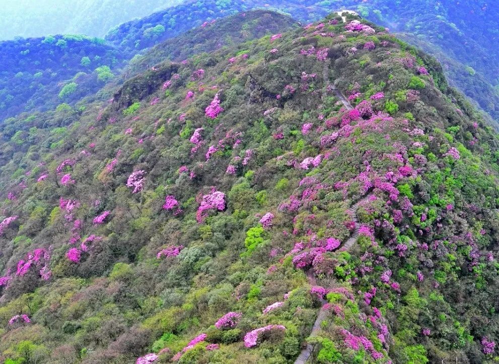 贵州云端之上的杜鹃花，尽享“天空之城”姹紫嫣红的最美春景