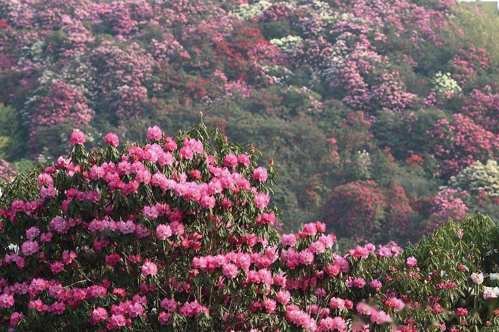 贵州云端之上的杜鹃花，尽享“天空之城”姹紫嫣红的最美春景