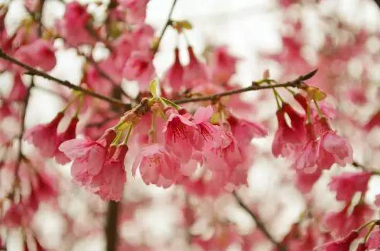 1661765209477494.png 14878306851.png