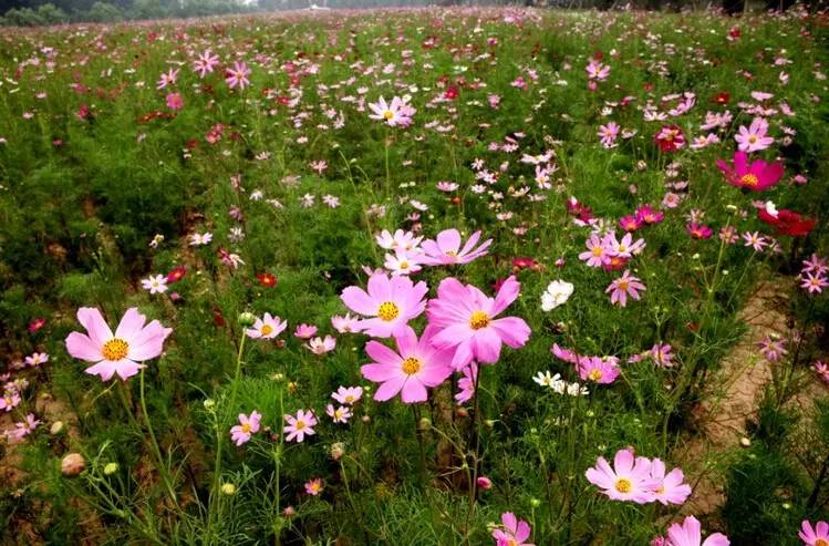 1661765275300431.png 14878306871.png