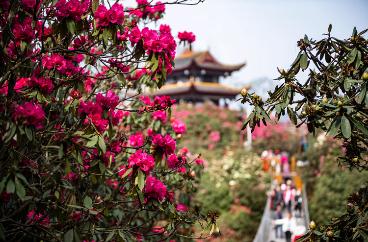 1665646720340741.png 飞鸽截图20221013153806.png