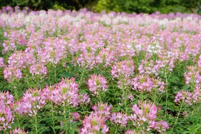 多彩贵州 👨🦳,秋色绚烂 多彩贵州, 🙅♀️秋色绚烂