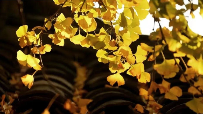 秋游遵义凤冈 | 一起来响水岩赴一场秋色之约! 秋游遵义凤冈 | 一起来响水岩赴一场秋色之约!