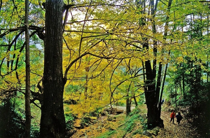 秋游遵义凤冈 | 一起来响水岩赴一场秋色之约！