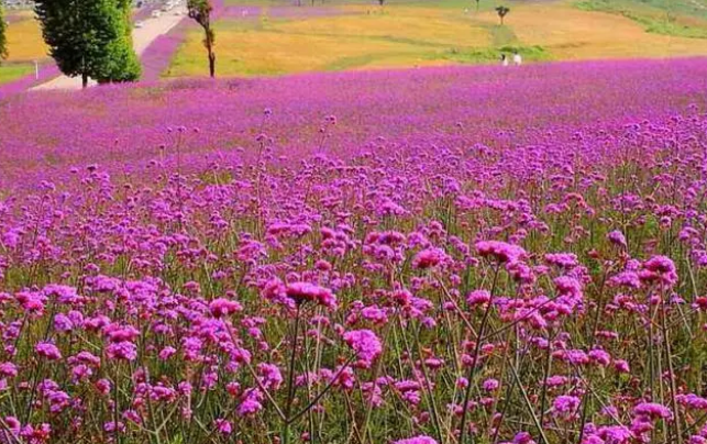 贵州一旅游景点，耗资1.47亿打造    🚴，    呢联票115元值得一游