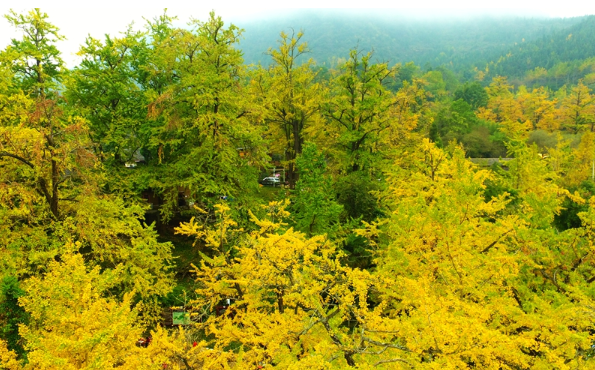 “世界古银杏之乡”最佳观赏期已来！