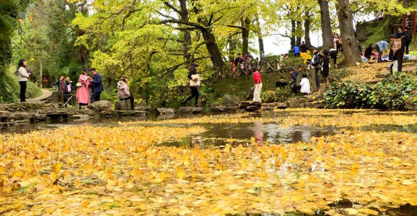 “世界古银杏之乡”最佳观赏期已来！