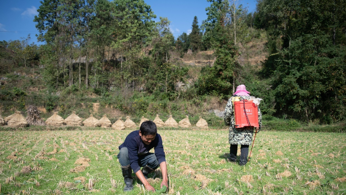 百里杜鹃朝门村：“大米饭”“旅游饭”两个饭碗一起端