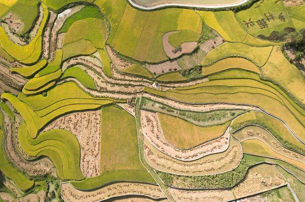 百里杜鹃朝门村:“大米饭”“旅游饭”两个饭碗一起端 百里杜鹃朝门村:“大米饭”“旅游饭”两个饭碗一起端