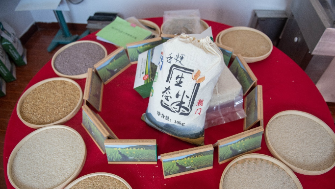 百里杜鹃朝门村:“大米饭”“旅游饭”两个饭碗一起端 百里杜鹃朝门村:“大米饭”“旅游饭”两个饭碗一起端