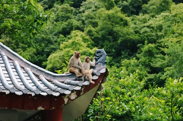 冬游贵州 登高望远|贵阳黔灵山—“黔南第一山” 景致清远 冬游贵州 登高望远|贵阳黔灵山—“黔南第一山” 景致清远